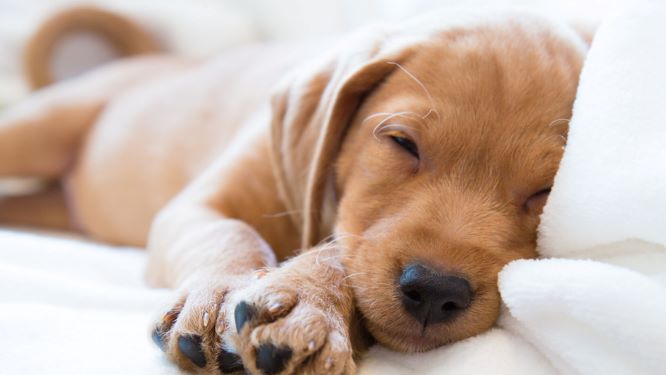 Case study sends puppy to sleep