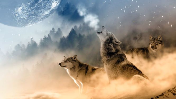 Wolves, Lone Wolf